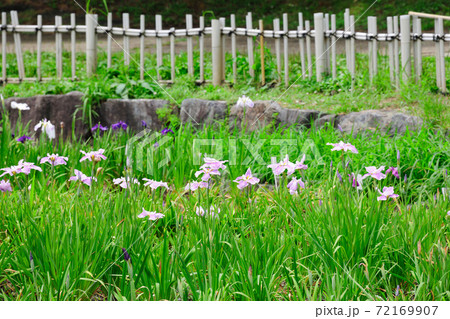 庄内緑地公園の花しょうぶ 庄内緑地公園の花しょうぶ 72169907
