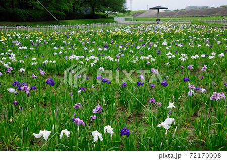 庄内緑地公園の花しょうぶ 庄内緑地公園の花しょうぶ 72170008