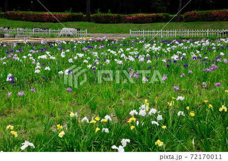 庄内緑地公園の花しょうぶ 72170011