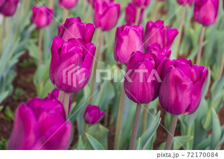 Pink Tulip Flowers in the Garden with Green Background Pink Tulip Flowers in the Garden with Green Background 72170084