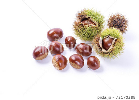 栗 秋の味覚 毬栗 イメージ素材 背景素材の写真素材