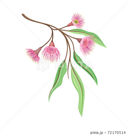 Branch With Pink Bud Of Eucalyptus Flower With のイラスト素材