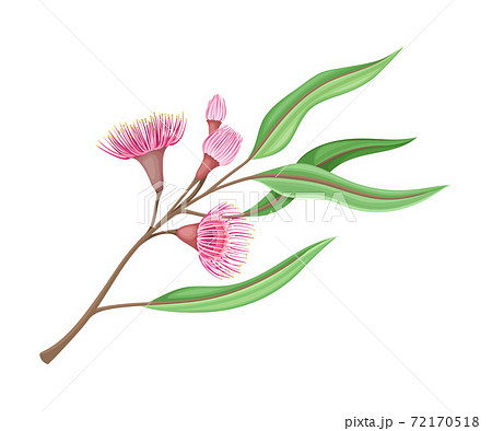 Colorful flowers and stump wood on white - Stock Illustration [59183129] -  PIXTA
