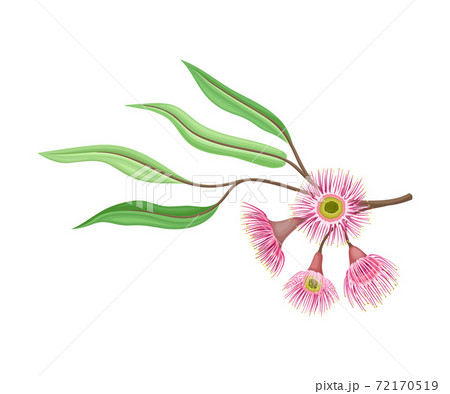 Branch with Pink Bud of Eucalyptus Flower with Fluffy Stamens Vector Illustration 72170519