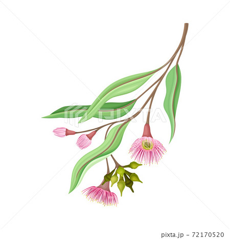 Eucalyptus Flower Twig With Woody Fruits Or のイラスト素材