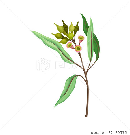 Eucalyptus Flower Twig with Woody Fruits or Cone-shaped Capsules Vector Illustration 72170536