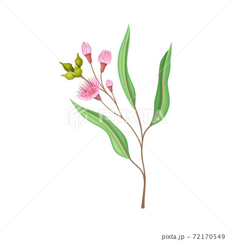 Eucalyptus Flower Twig With Woody Fruits Or のイラスト素材