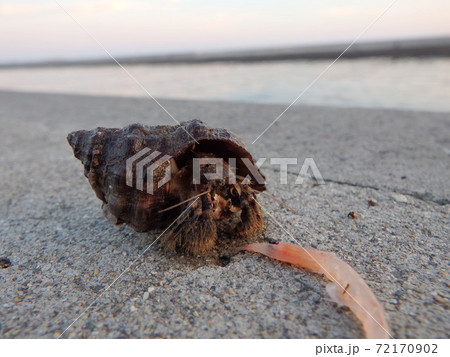 鳥の海の岩礁海岸で釣り上げたケアシホンヤドカリ 鳥の海の岩礁海岸で釣り上げたケアシホンヤドカリ 72170902