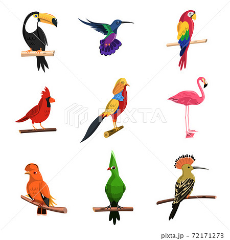 Exotic Birds Setのイラスト素材