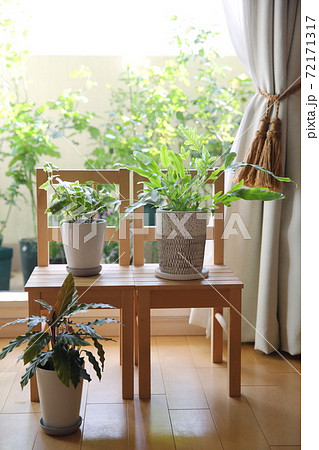 窓辺のイスに置かれたインテリアグリーンの観葉植物の鉢植えの写真素材