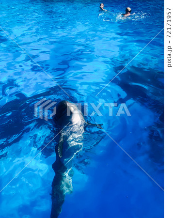 Beautiful dolphin in blue sea water pool 72171957