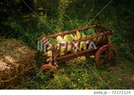 Decorations for harvest festival with a wooden manger with gifts from the fields of corn, watermelon, zucchini standing in the garden near the house Decorations for harvest festival with a wooden manger with gifts from the fields of corn, watermelon, zucchini standing in the garden near the house 72172124