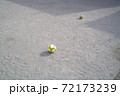 公園の砂地に転がる二つのサッカーボール 72173239