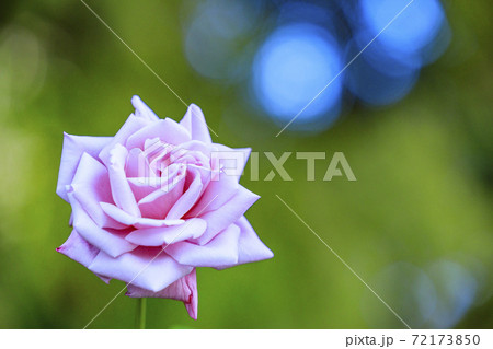 馬見丘陵公園　　秋の花々 72173850