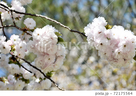 八重桜 白い花アップ 72175564
