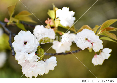 八重桜 白い花アップ 八重桜 白い花アップ 72175565