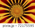Brown and yellow daisies close up 72175595