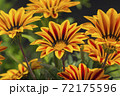 Brown and yellow daisies 72175596