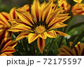 Brown and yellow daisies 72175597