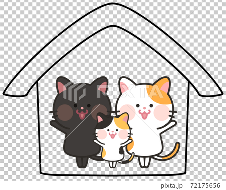 室內貓，家貓，家貓，多頭家庭 72175656