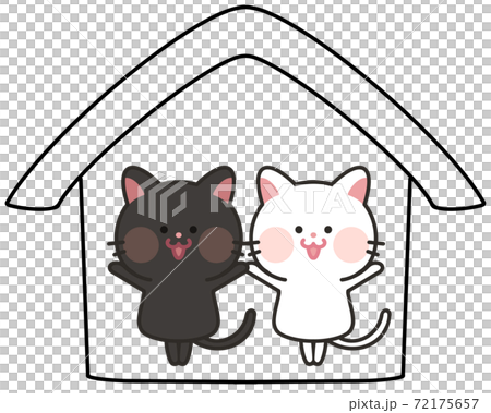 室內貓，家貓，家貓，多頭貓 72175657