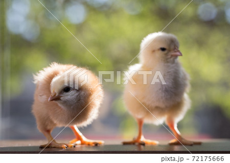 two small chicken on a green background close-up two small chicken on a green background close-up 72175666