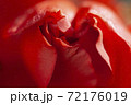Bud of red roses close up 72176019