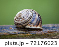 Snail shell on wood 72176023