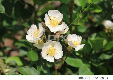 ノイバラの花の写真素材