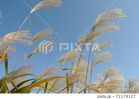 青空の元、秋風にそよぐススキの穂 青空の元、秋風にそよぐススキの穂 72179127