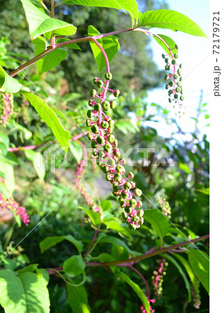 まだ青い、ヨウシュヤマゴボウの実 72179721