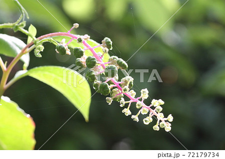 まだ青い、ヨウシュヤマゴボウの実 72179734