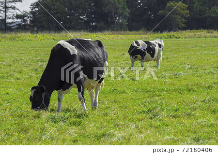 日当たりの良い牧草地で草を食む牛 72180406