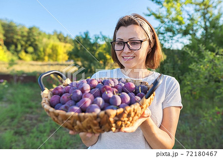 Woman in the garden with basket of plums. Harvest of fresh plucked fruits, ripe blue plums 72180467
