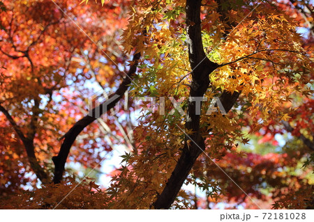 もみじ谷(織姫公園)の紅葉を和風テイストで撮ってみました 72181028