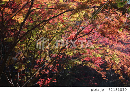 もみじ谷(織姫公園)の紅葉を和風テイストで撮ってみました もみじ谷(織姫公園)の紅葉を和風テイストで撮ってみました 72181030