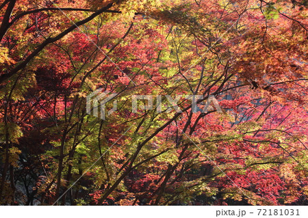 もみじ谷(織姫公園)の紅葉を和風テイストで撮ってみました もみじ谷(織姫公園)の紅葉を和風テイストで撮ってみました 72181031