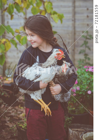 Little girl in black top holding cream crested legbar cockerels Little girl in black top holding cream crested legbar cockerels 72181559