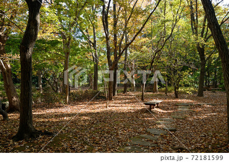 紅葉の、千葉県習志野市、香澄公園、習志野の森広場 72181599
