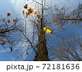 【秋晴れ】落葉した後の銀杏の木 72181636
