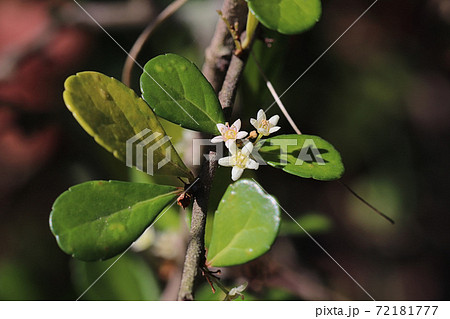 ハート型の実 72181777