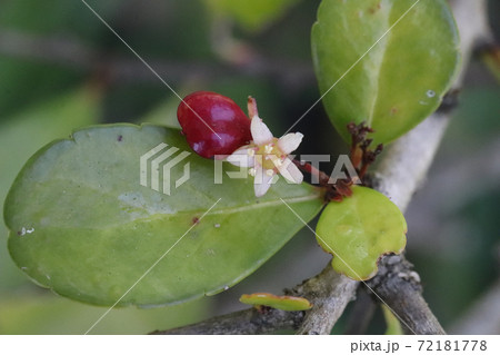 ハート型の実 72181778