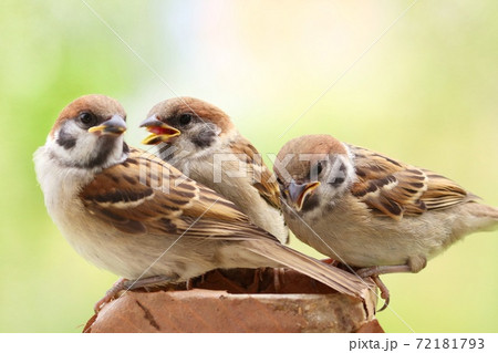 スズメの巣立ち雛　3羽　新緑が出てきた雑木林背景 72181793