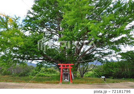 福島県相馬郡新地町 白幡のイチョウ 福島県相馬郡新地町 白幡のイチョウ 72181796