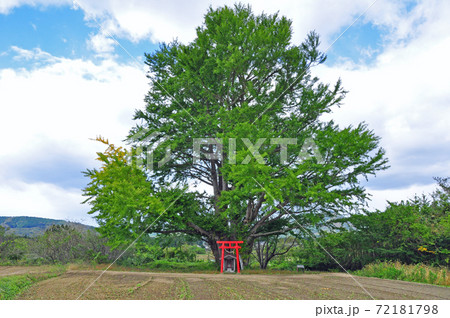 福島県相馬郡新地町　白幡のイチョウ 72181798