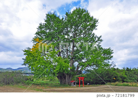 福島県相馬郡新地町　白幡のイチョウ 72181799
