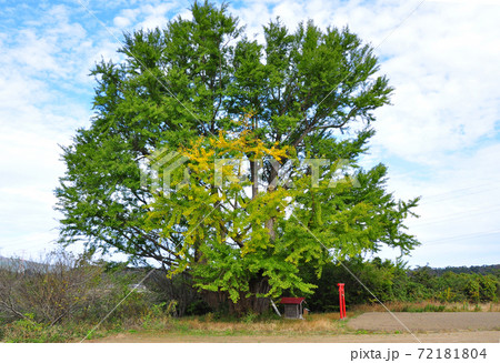 福島県相馬郡新地町 白幡のイチョウ 福島県相馬郡新地町 白幡のイチョウ 72181804
