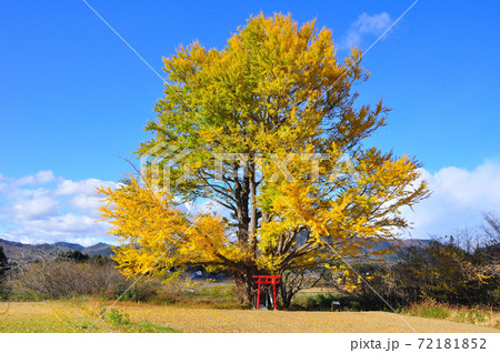 福島県相馬郡新地町　白幡のイチョウ 72181852