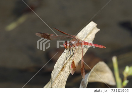 ミヤマアカネ 72181905