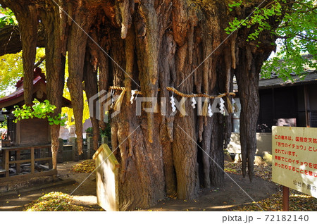 国の天然記念物 姥神神社の乳銀杏の気根・乳 国の天然記念物 姥神神社の乳銀杏の気根・乳 72182140
